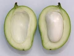 Extracto de semilla de mango