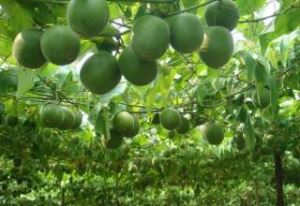 Fructus Momordicae Extracto