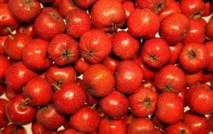 Polvo de la fruta del espino orgánico, hierba de espino blanco, fruto de espino, baya de espino, polvo de baya de espino