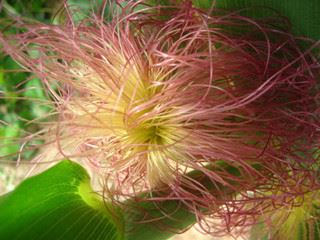 corn silk