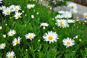 Planta de Feverfew