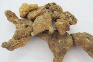 Rhizoma Polygonati