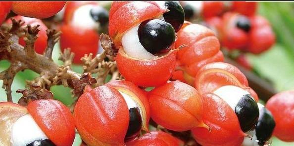 Extracto de guaraná