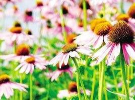 Victar Factory Supply Organic Echinacea Purpurea Extract