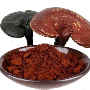 Polvo de esporas de Ganoderma roto