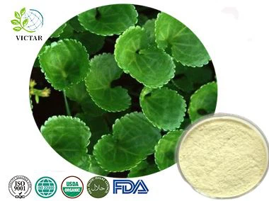 extracto de centella asiatica en polvo