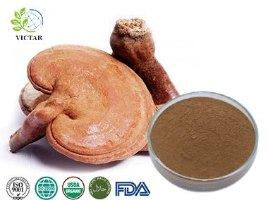 Polvo de extracto de hongo reishi orgánico